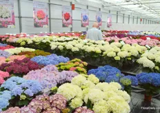 HBA is also specialized in breeding potted hydrangeas.